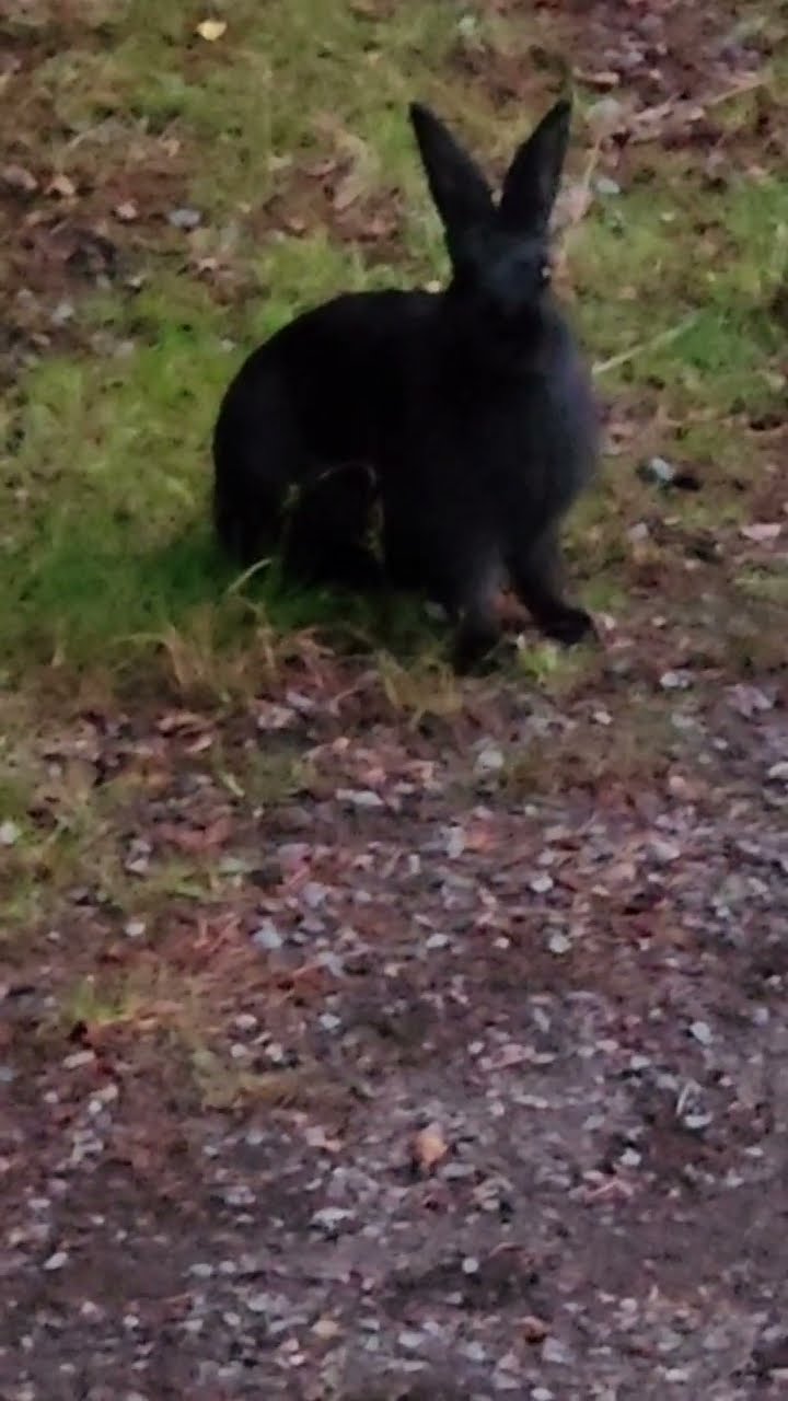 An incredibly large and rare black wild rabbit has appeared!! I ️ ...