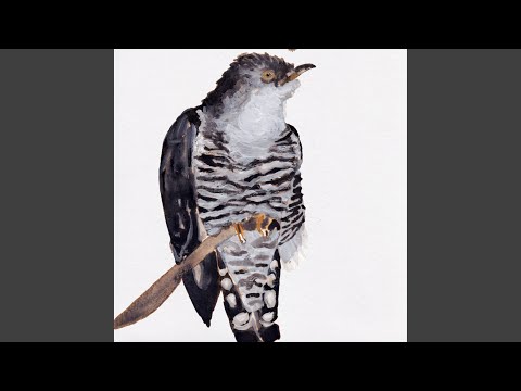 Cuckoo Song - Cosmo Sheldrake