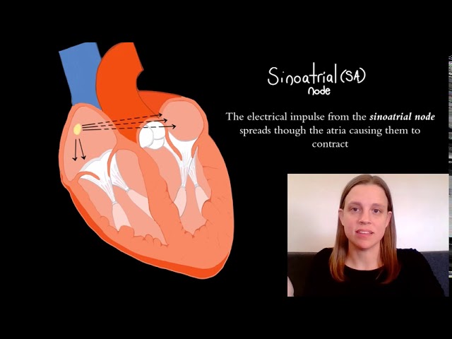 Heart Tube Formation  ditki medical and biological sciences