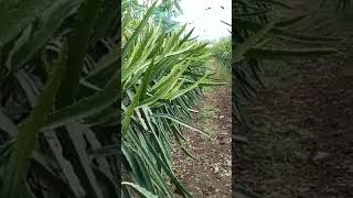 ড্রাগন বাগান প্রদর্শন। #আধুনিক_কৃষি #tanviragrofarm #farming