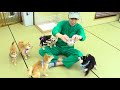 【犬を飼う01】豆柴よりも小さい柴犬に会いにいく！in秋葉原【小豆柴の郷】