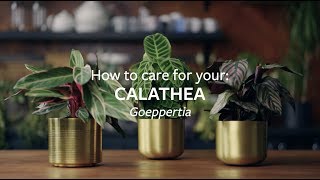 How To Care For Your Calathea Grow At Home Rhs
