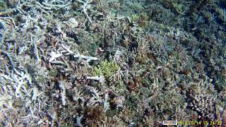 Barasu Island tour 20180914 22