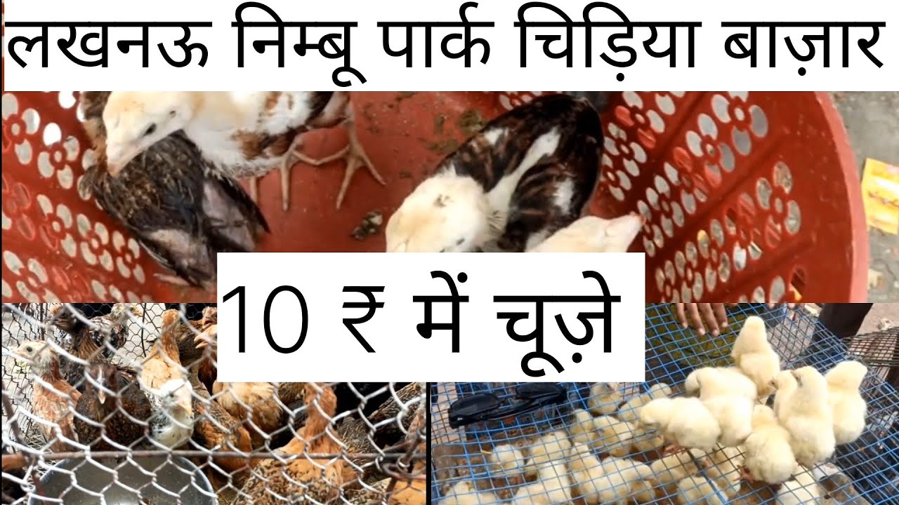 लखनऊ नखास चिड़िया बाज़ार निम्बू पार्क सस्ते चूज़े की बाज़ार 🐥🐣🐓🦆