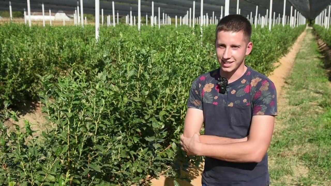 Sa 20 godina znao da je BOROVNICA prava voćka za njega - Lešnica