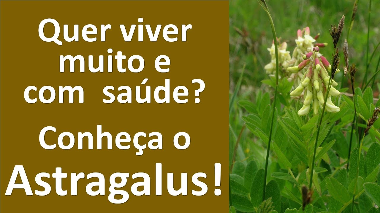 Astragalus, a planta da longevidade.