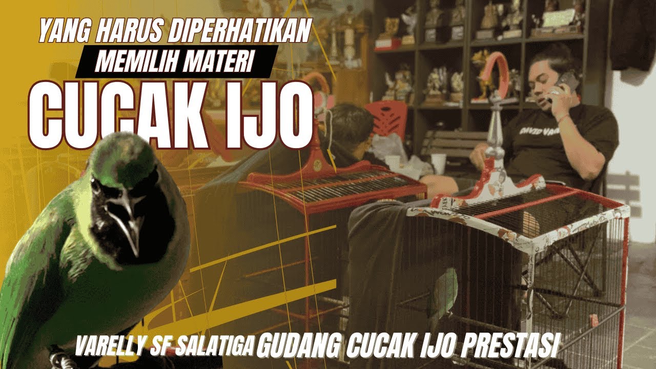 MEMILIH MATERI CUCAK HIJAU | VARELLY SF SALATIGA