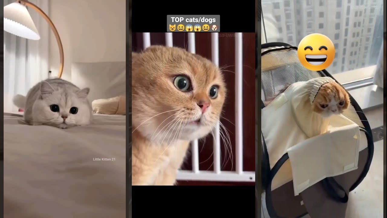 Funny Cats 2024 😾 cats meowing 🙀 #FunnyCats Part 7741