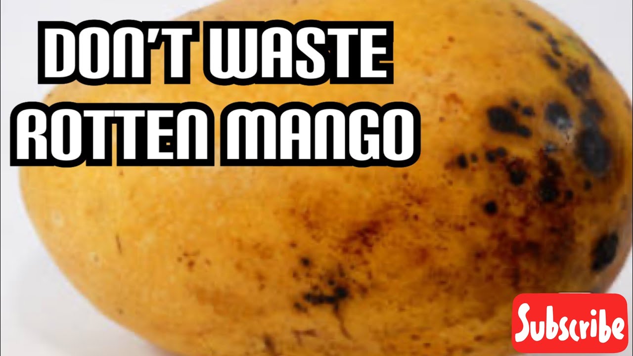 Rotten Mango 🥭 