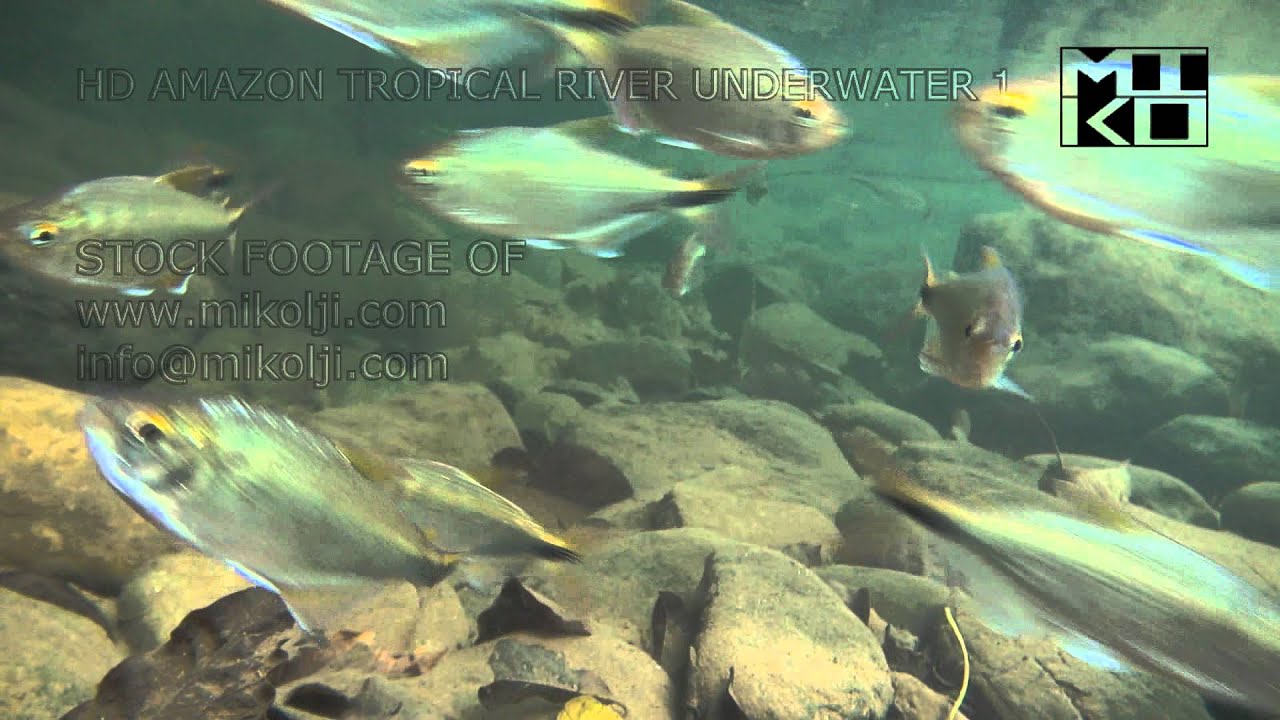 Tropical River Underwater HD Stock Video Footage 1 