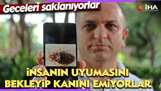 Tahtakurusu Alarmı Uykuda Kan Emiyorlar