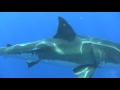 Guadalupe island great white sharks nearly collide