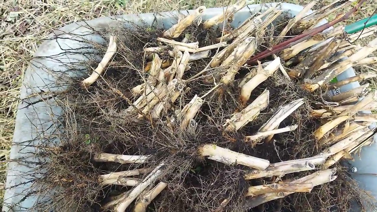 Уборка корней на табачной делянке. 21.03.2025 г.