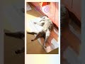 냥이가 일광욕 하다 생긴 일... 🤣 #고양이웃긴자세, #고양이웃긴영상, #catvideofunny