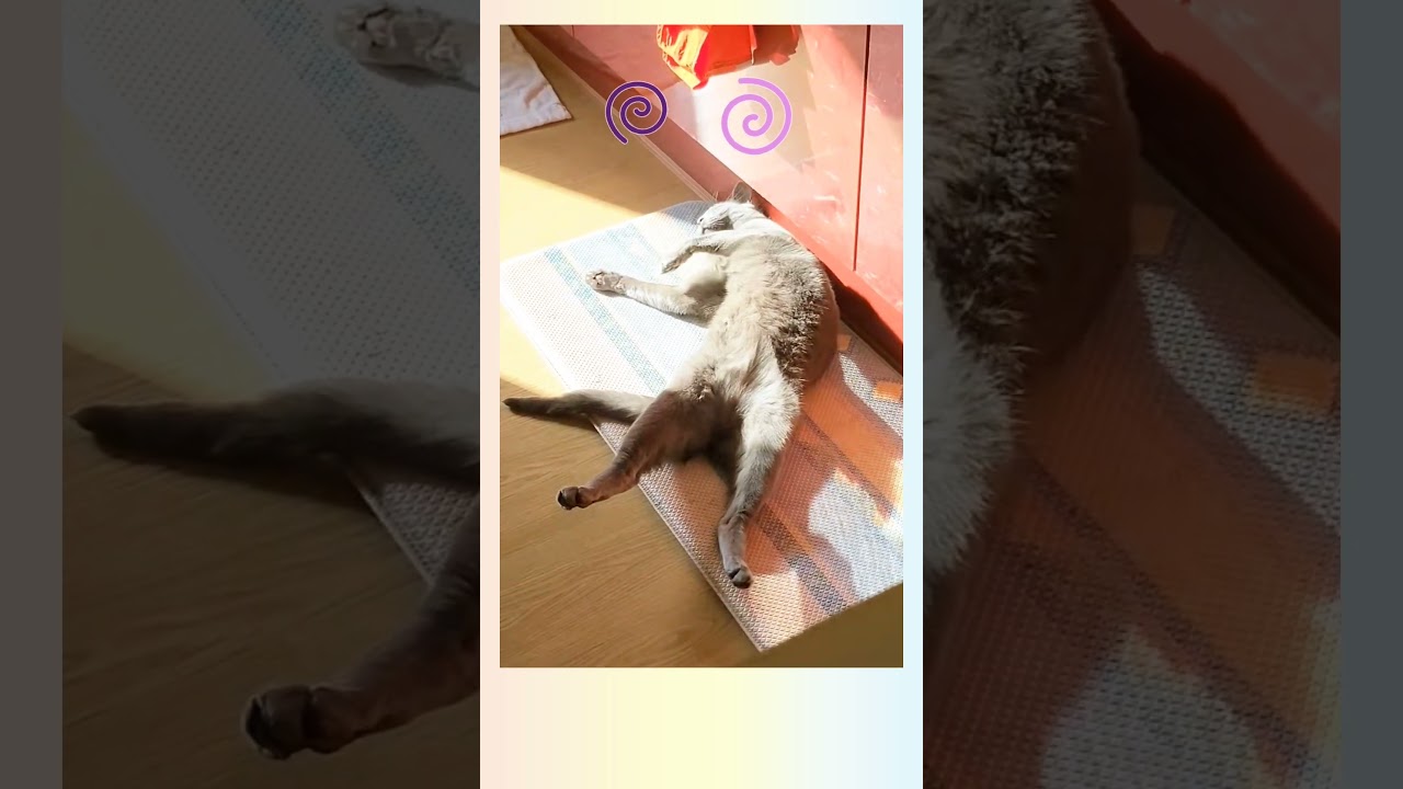 냥이가 일광욕 하다 생긴 일... 🤣 #고양이웃긴자세, #고양이웃긴영상, #catvideofunny