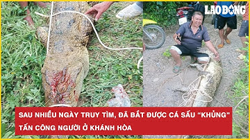 Tin nóng mới nhất: Sau nhiều ngày truy tìm, đã bắt được cá sấu “khủng” tấn công người ở Khánh Hòa