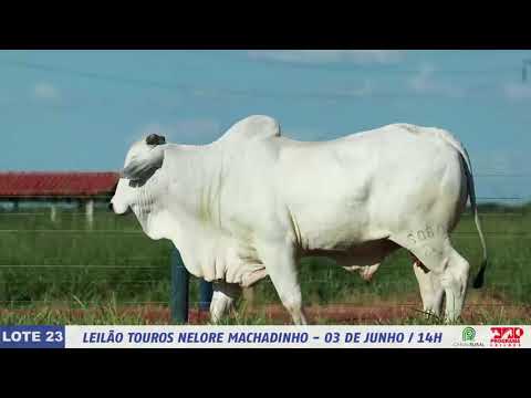 LOTE 23   DIM 6080 1 MP4