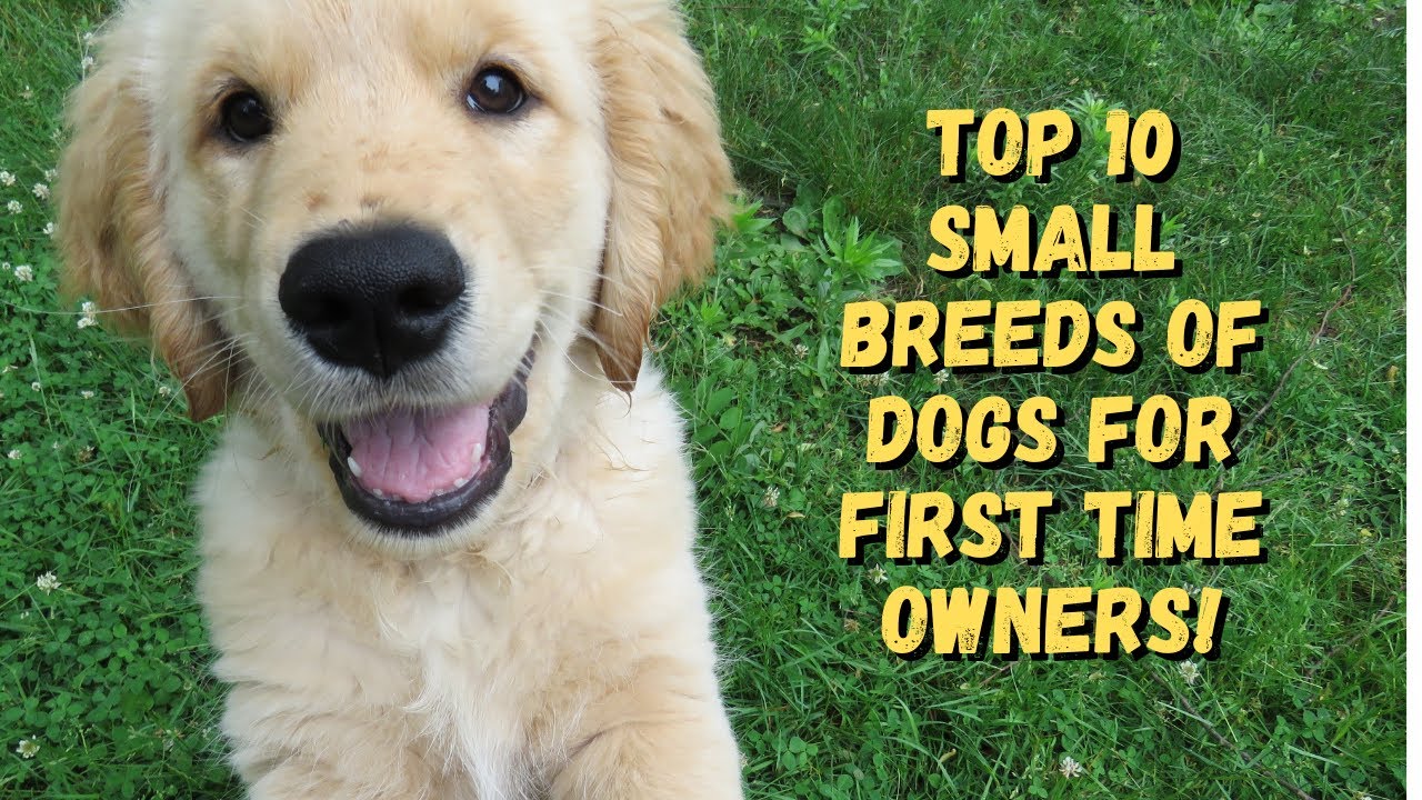 Top 10 Small Breeds of Dogs For First Time Owners YouTube