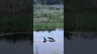 Alligators Surprise Visitors With a Standoff in South Carolina Park