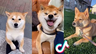 Funny Shiba Inu Compilation 2021 - Best Funny Shiba Inu Videos