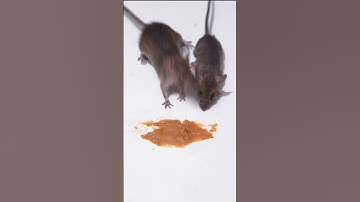 Why Mice LOVE Eating Peanut Butter! Cat TV