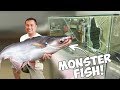 MONSTER FISH BROKE 100 GALLON AQUARIUM TANK!