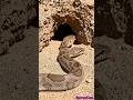 Sand Boa Snake POV: Inside an Underground Burrow (Realistic Wildlife Footage)