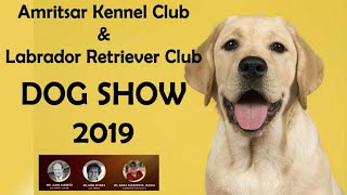 How To Check Labrador Breed Standard || Labrador Speciality || Amritsar Kennel Club || Scoobers