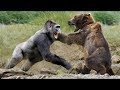 Gorila vs Oso 🥊 DUELO ANIMAL ¿Quien Gano? Batalla de animales peligrosos...