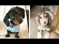 😍 AdorableDashshundPuppies That Will Make Your Day🐶🐶 | Cute Puppies