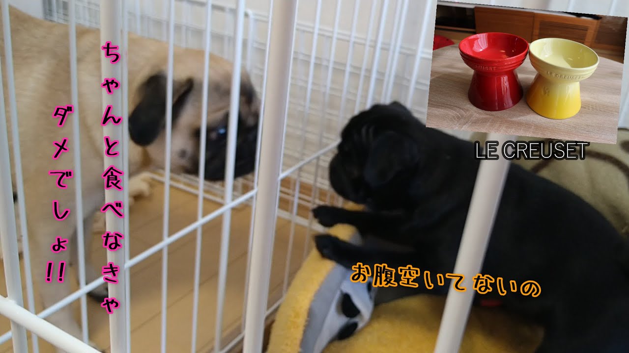 犬グッズ 梅ちゃんとお揃いのお皿を買ってあげた 色が可愛すぎ 小食の海苔に怒るパグ梅干pug海苔 Youtube