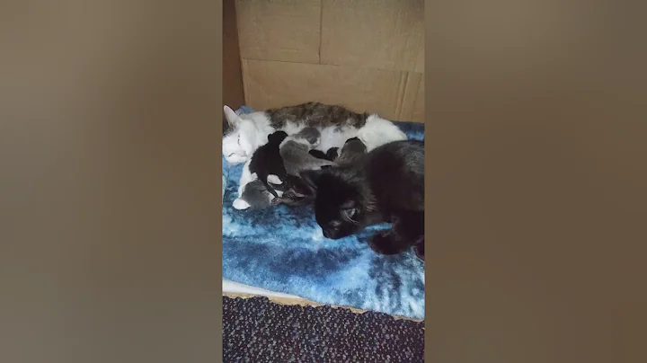 Patches story #2( 9 Kittens ) plus her two 4 month...