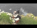 Тупики в Исландии. Puffins in Iceland Go Pro Hero 3