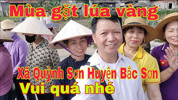 Gặt lúa vàng xã Quỳnh Sơn Huyện Bắc Sơn thi gặt bằng thủ công vui quá #HaoHoaHoi