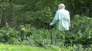 Tri-State cicadas emergence begins