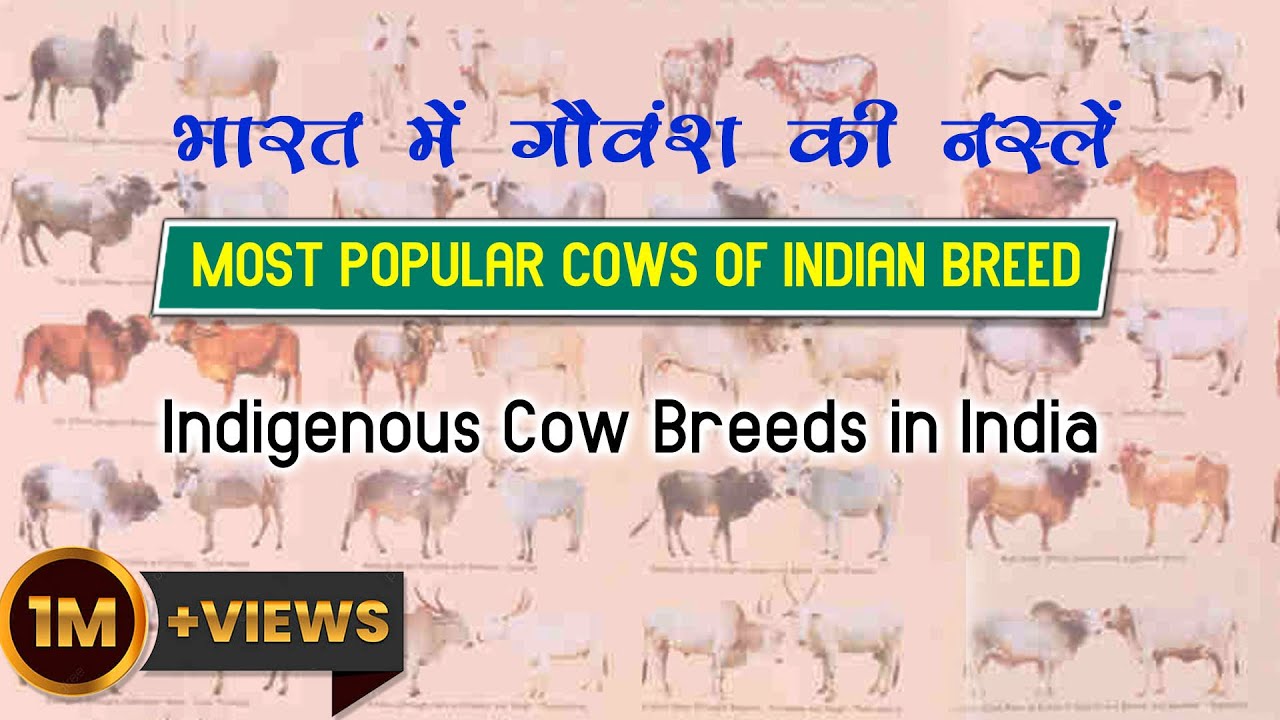 Indigenous Cow Breeds in India | Most Popular Cows Of Indian Breed  | भारत में गौवंश की नस्लें