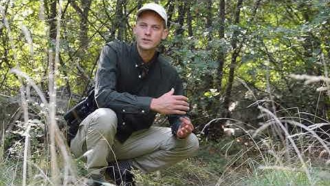 Meeting with the bison in the Bison Hillock, Armeniș, Romania