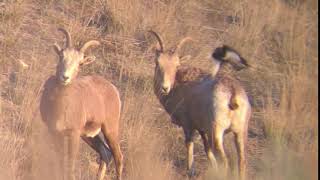 sheep gets mad at bird for eating ticks