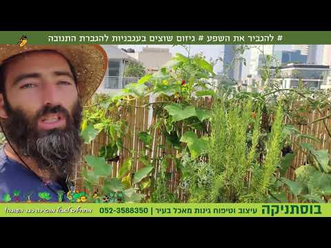 וִידֵאוֹ: גיזום עגבניות