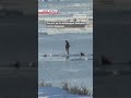 Dramatic rescue on Hokkaido's drift iceーNHK WORLD-JAPAN NEWS #shorts