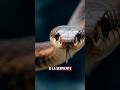 Esto pasa si te muerde una serpiente 🐍 #Viral #SabíasEsto #Superviven