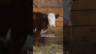 Cow Who Escaped Farm Survives Winter With Wild Deer | The Dodo