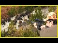 AMAZING WILD BOAR HUNT! | (Mermi Domuzun Gırtlağını Deldi Geçti, Kurtlar ve Akbabalar geldi!!!)