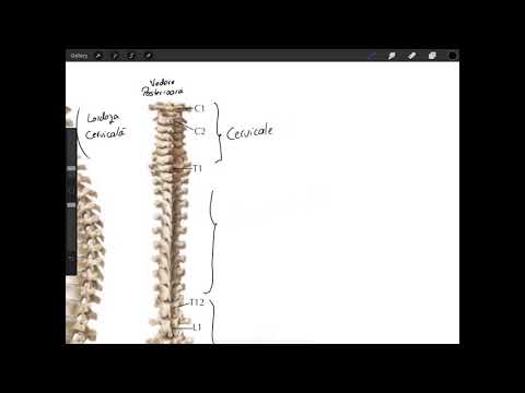 Video: T8 Diagrama Vertebrelor Toracice, Anatomia și Funcția - Hărți De Corp