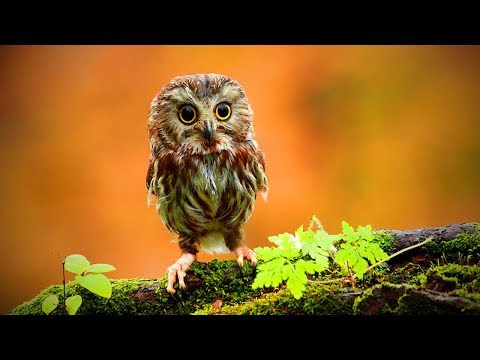 funny-owls-🦉😂-cute-and-funny-owls-playing-(full)-[funny-pets]