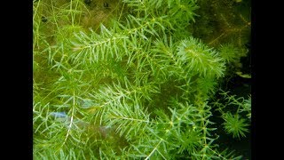 Hydrilla Hazard: Biology, Impacts and Management of an Invasive Aquatic Plant