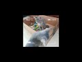 SHILOH DYNASTY SO LOW ULTRA SLOWED SHILOH DYNASTY SO LOW ULTRA SLOWED