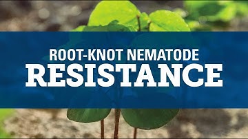 Understanding Root-Knot Nematode