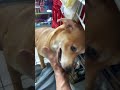 #perros #mascotas #cachorrosdivertidos #funny #perritos #pets