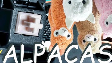 Alpacas #asmr